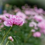 永久免费AV无码网站在线 r0t0e8o